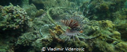 Lion fish in the Coral Gardens near Porto Galera by Vladimir Videnovic 